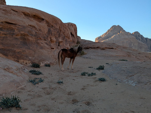 Lost in Petra-佩特拉必去景点
