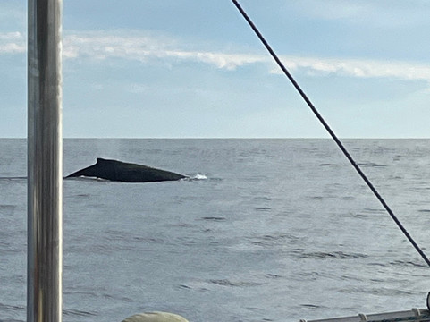 Cabo Sails-卡波圣卢卡斯必去景点