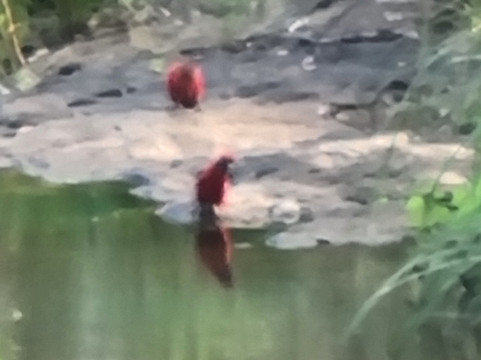 Queen Mary Falls-Killarney必去景点