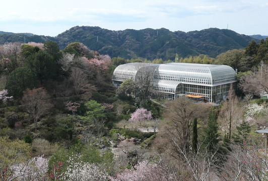 The Kochi Prefectural Makino Botanical Garden-高知市必去景点