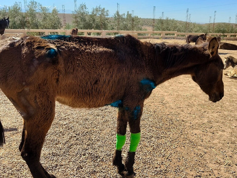 Jarjeer Mules-Oumnass必去景点