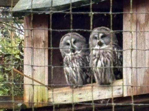 World of Owls-Randalstown必去景点