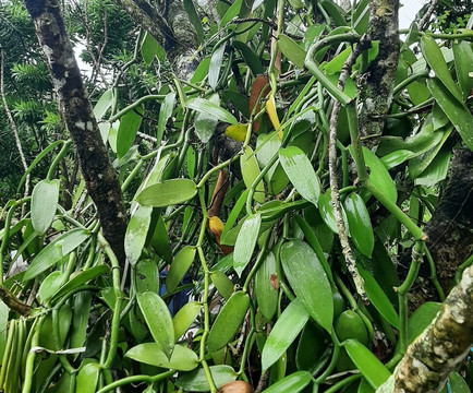 Kaz À Vanille-La Trinite必去景点