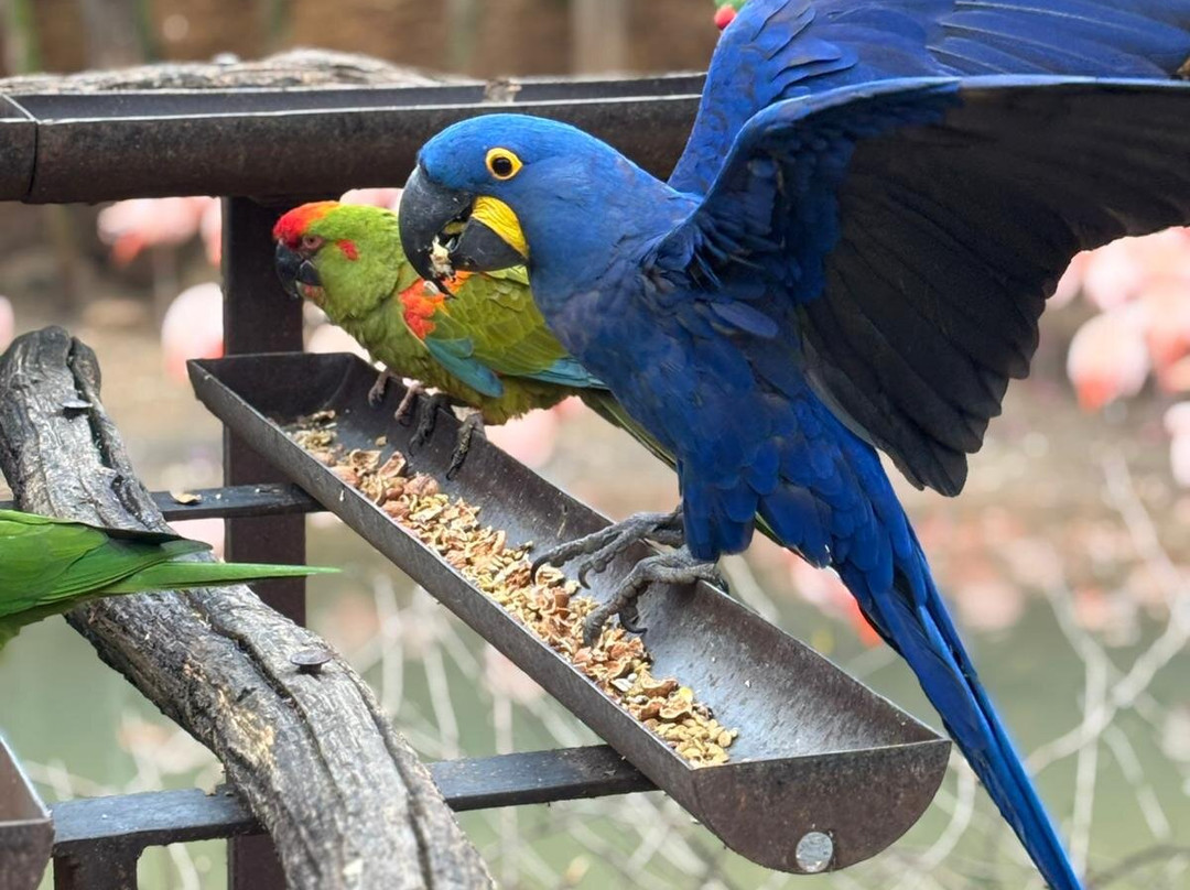 Bioparc - Zoo de Doué la Fontaine-Doue-la-Fontaine必去景点