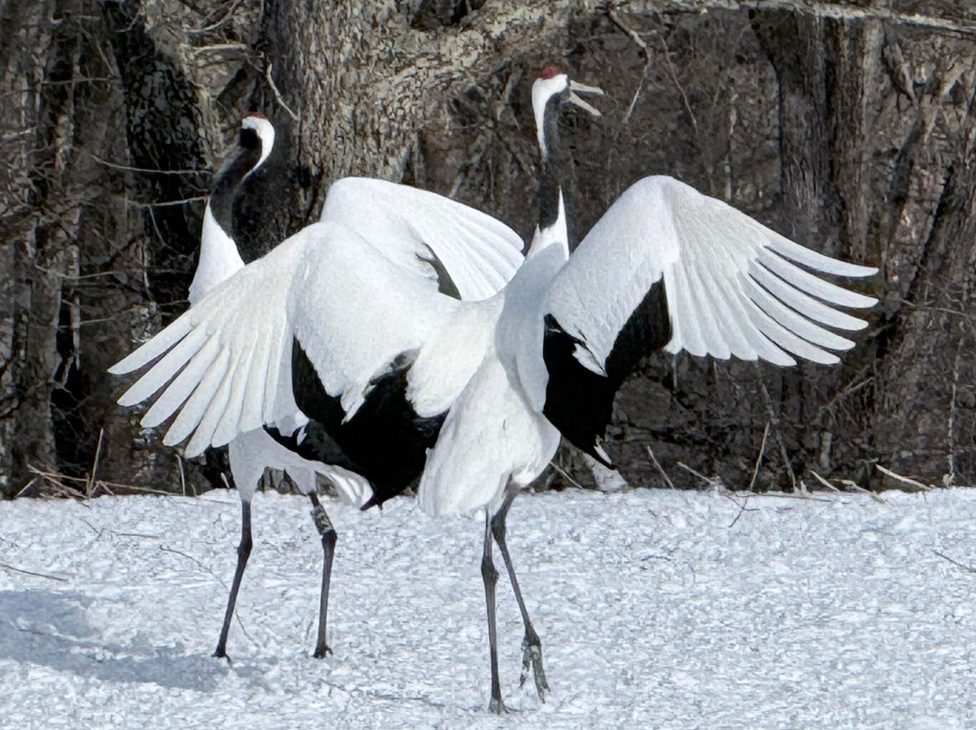 Tsurui Ito Red-crowned Crane Sanctuary-鹤居村必去景点