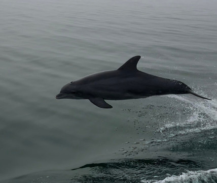 Miss Virginia Deep Sea Fishing-里奇港必去景点