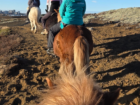 冰岛骑马之旅-雷克雅未克必去景点