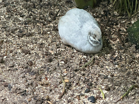 Parotte Ville Bird Sanctuary-圣马丁岛必去景点