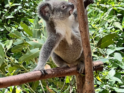 Kuranda Koala Gardens-库兰达必去景点