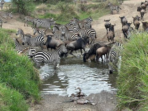 Paradise & Wilderness  | Beach & Safari Holidays-阿鲁沙必去景点