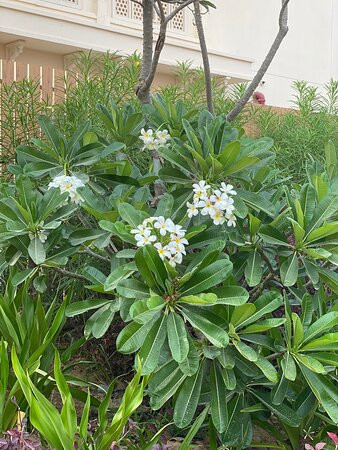 迪拜JA棕榈树庭院酒店主图