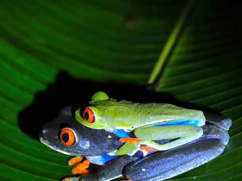 Night Tour At Essence Arenal