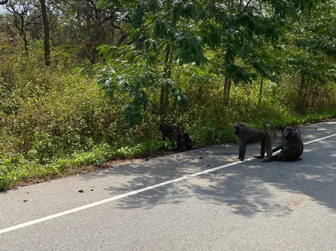 Northern Nature Safaris-Gulu必去景点