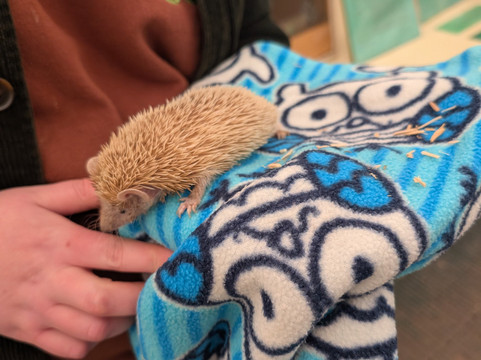 Holmes Chapel Zoo-Holmes Chapel必去景点