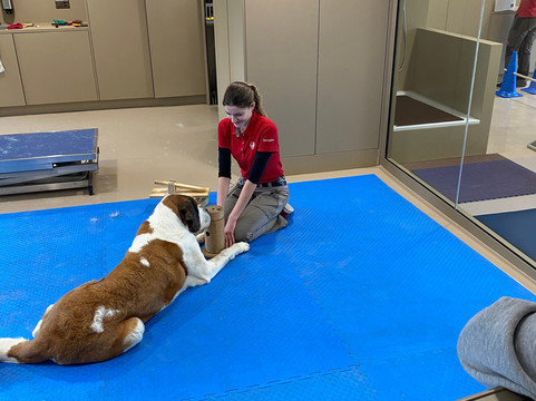 Barryland - Musée et chiens du St-Bernard-马蒂尼必去景点