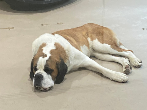 Barryland - Musée et chiens du St-Bernard-马蒂尼必去景点