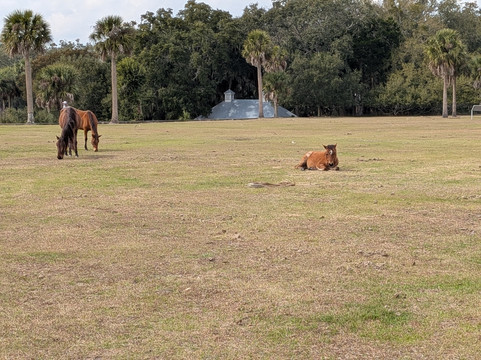 Cumberland Island Ferry-St. Marys必去景点