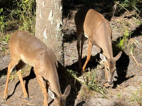 Babcock Ranch Preserve-蓬塔戈尔达必去景点