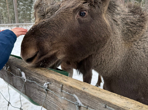 Varmlands Moose Park-Eksharad必去景点