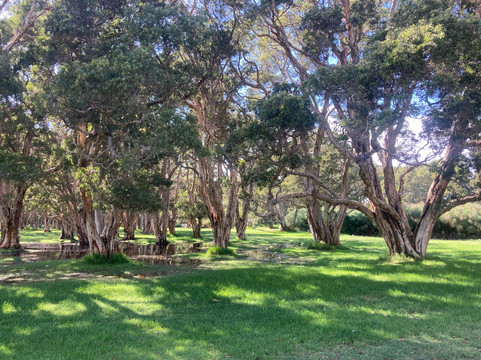 悉尼世纪公园-悉尼必去景点