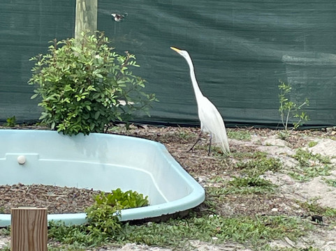 Save Our Seabirds-萨拉索塔必去景点