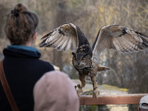 Deutsche Greifenwarte-Hassmersheim必去景点