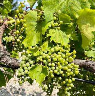 Chateau Winery & Vineyard-Helena必去景点