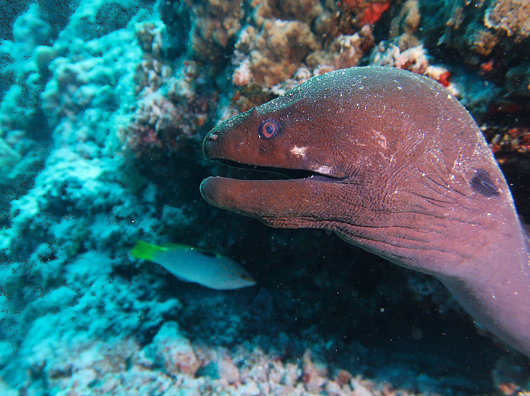 DivePoint Guraidhoo-康杜玛岛必去景点