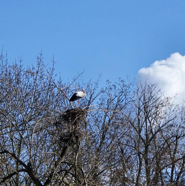 Parc À Cigognes-Cernay必去景点
