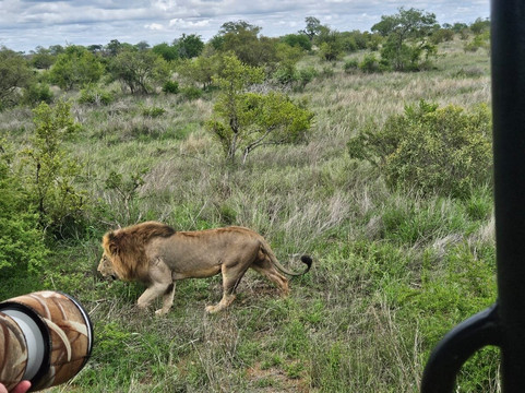 Bongan Safaris-霍德斯普鲁特必去景点