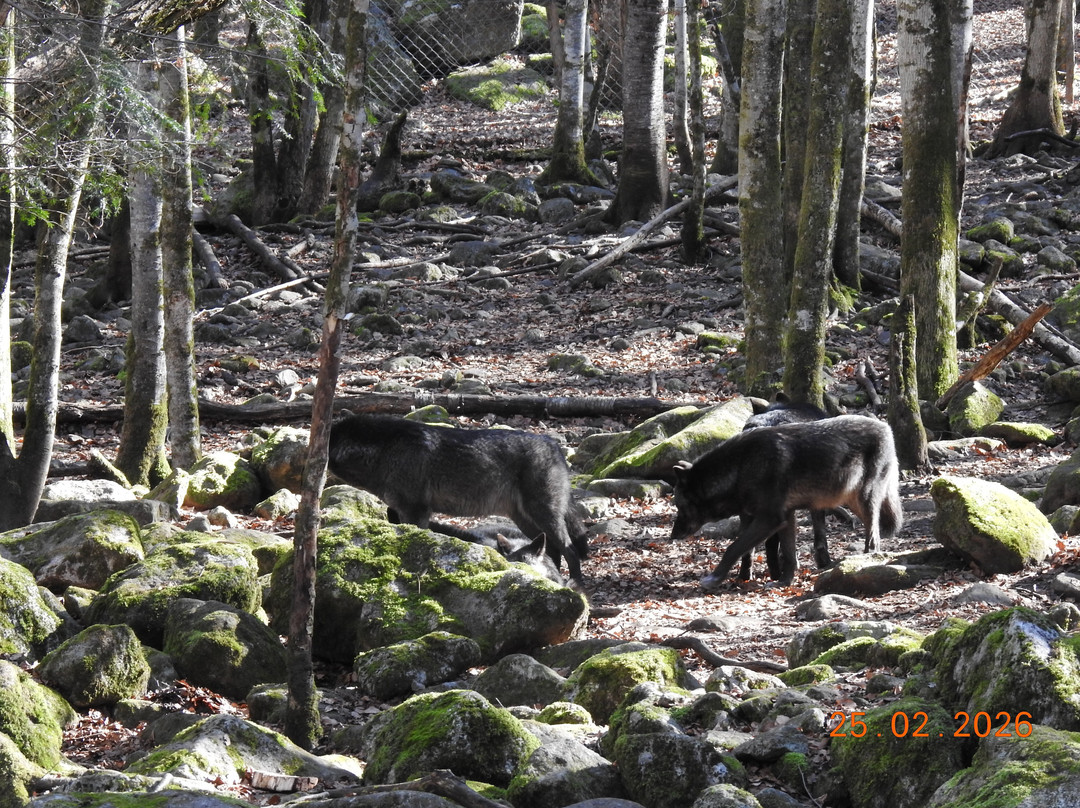 La Maison des Loups-奥尔吕必去景点