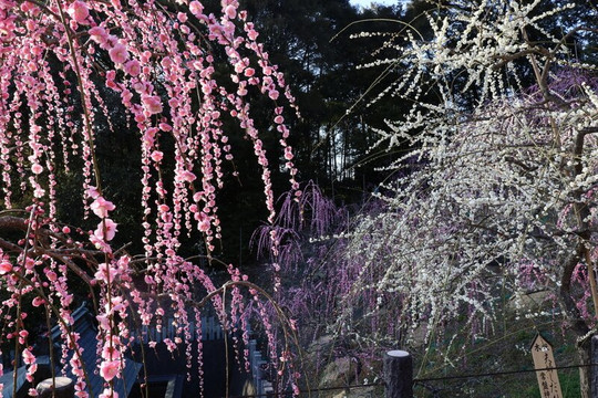 Oagata Shrine-犬山市必去景点