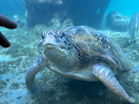 Kélonia-圣亮必去景点