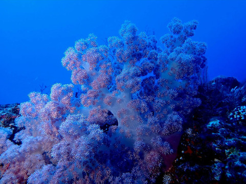 Blue Bay Divers Diving Centre-蓝湾必去景点