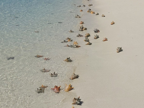 Reel Serious Charters 242-Green Turtle Cay必去景点