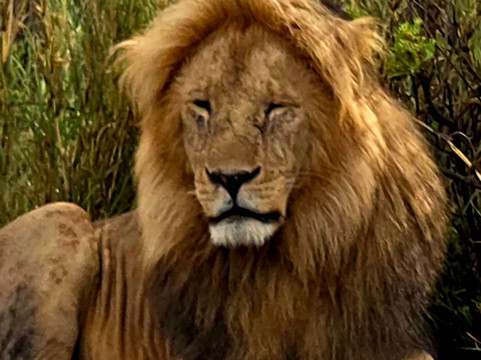 Shemeji Safari-阿鲁沙必去景点