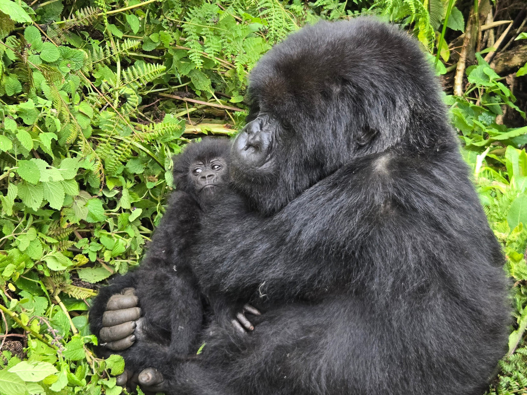 Encounter Africa Safaris-恩德培必去景点