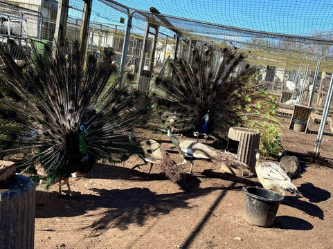 Peacocks Uk-Kempsey必去景点