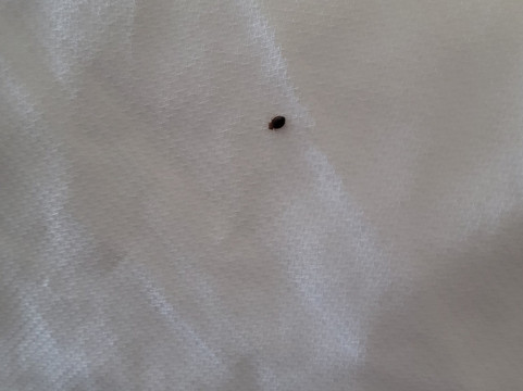 拉斯克鲁塞斯综合康福特套房套房主图