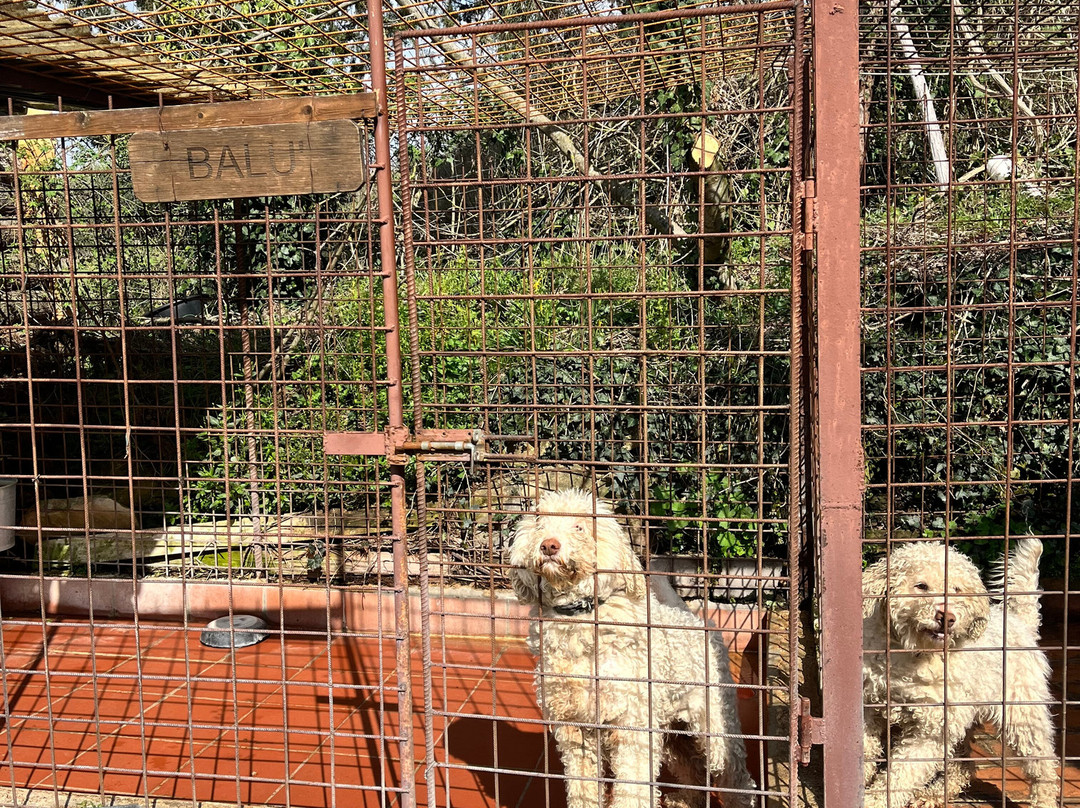 Azienda Agricola Villa Magna Tartufi-阿雷佐必去景点