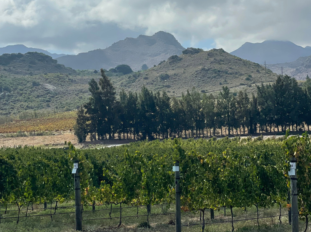 Lynx Wine-法兰舒克必去景点