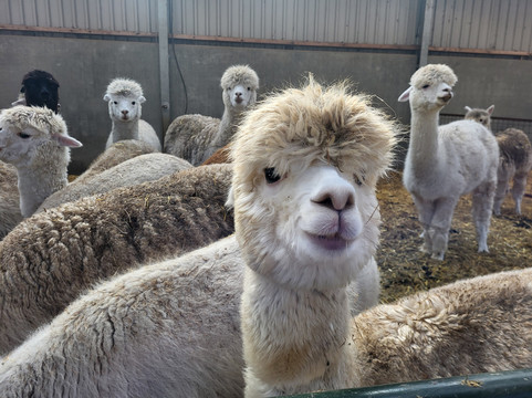 De Alpacaboerderij-Kaulille必去景点