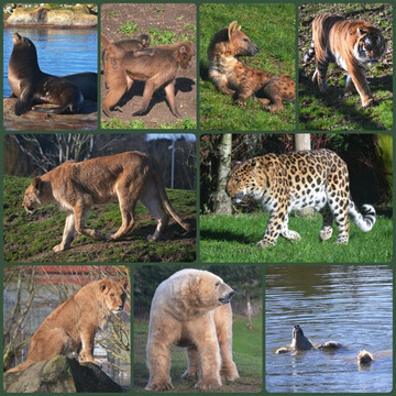Yorkshire Wildlife Park-Auckley必去景点
