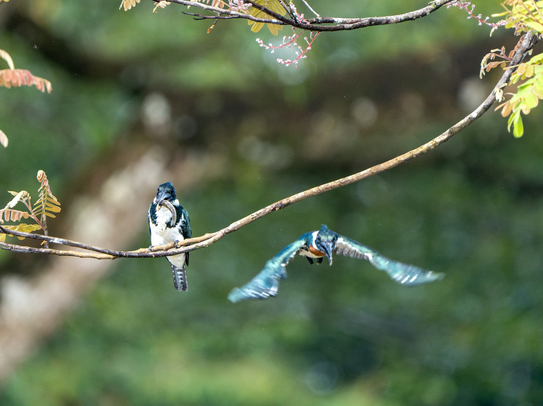 Hotel de Campo Caño Negro主图