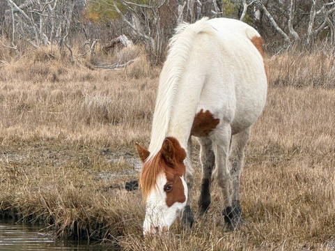Cowboy Cruise Company-Chincoteague必去景点