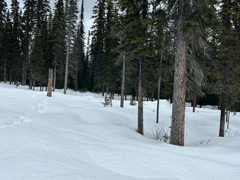 Big White Sleigh Ride-Big White必去景点