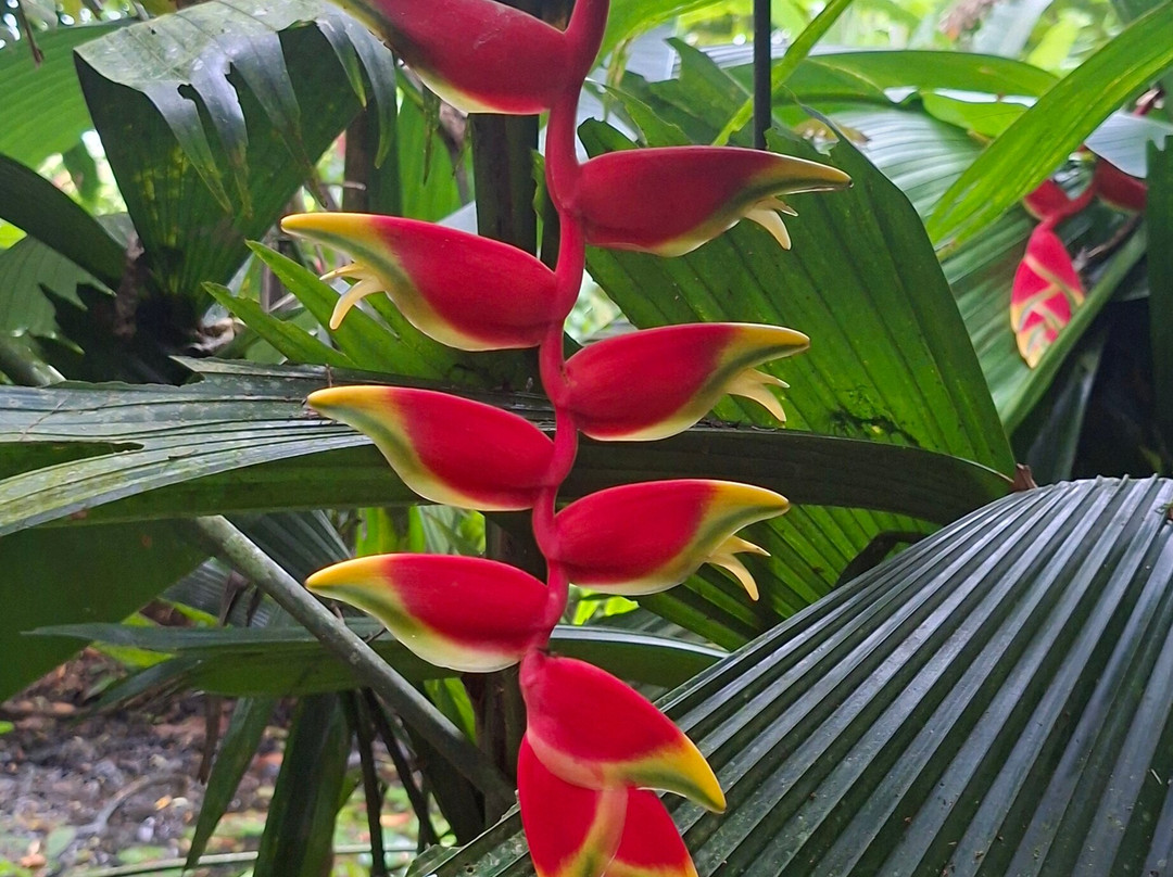 Pierella Ecological Garden-Horquetas必去景点