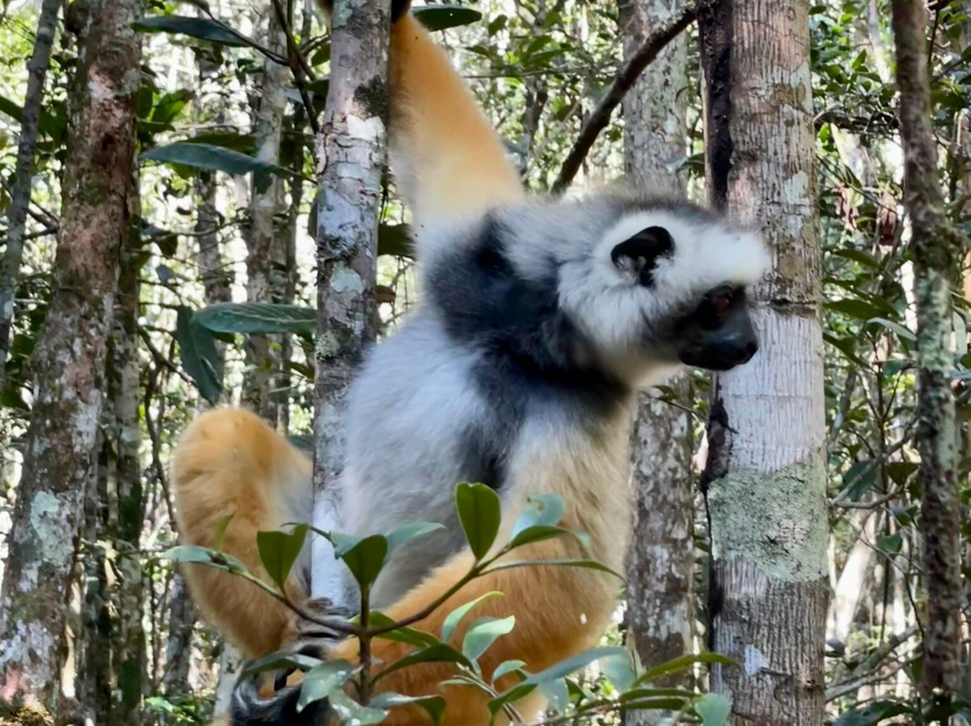 Wild-madagascar-tours-安塔那那利佛必去景点