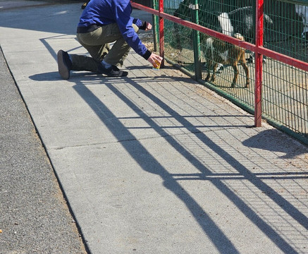 Goats on the Roof-皮金福奇必去景点