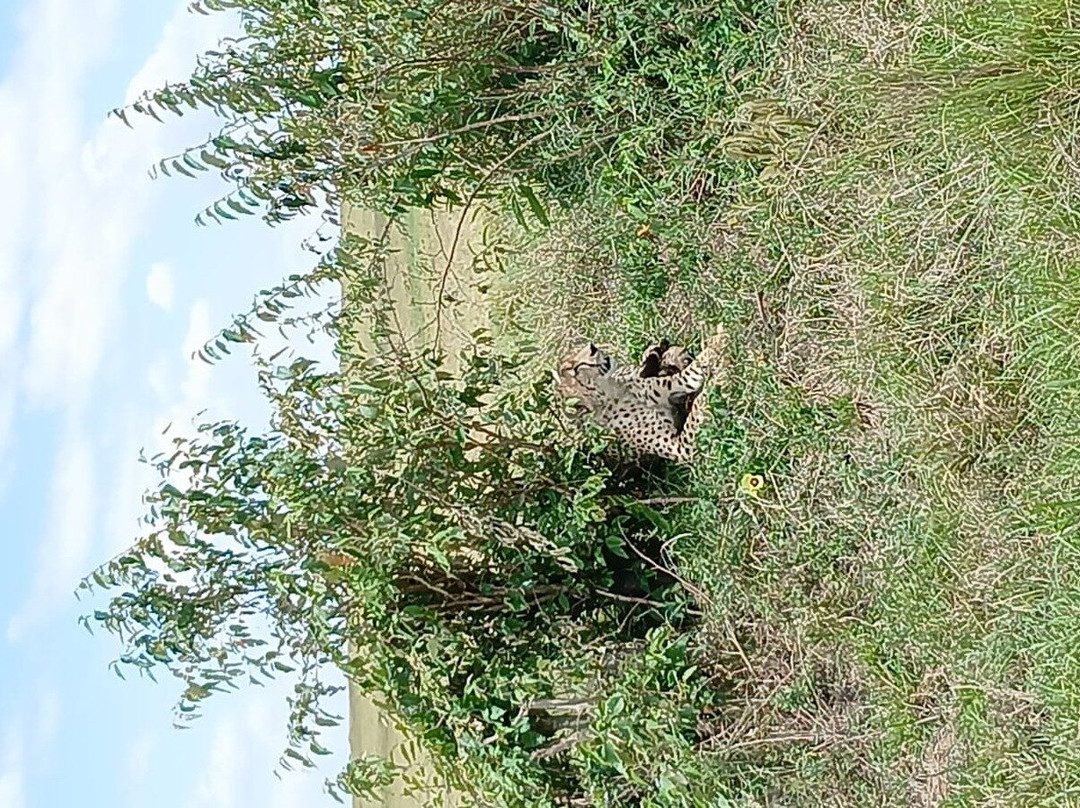 3days Maasai Mara